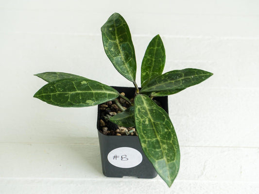 Hoya elliptica (Splash) | 2-Inch