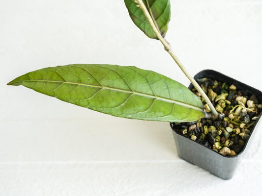 Hoya Sanghir NAD001 | 2-Inch