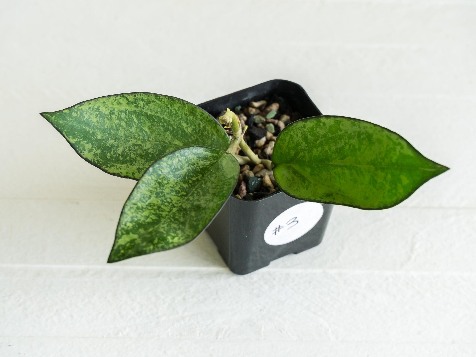 Hoya icensis (Splash) fka Patcharawalai (023) | 2-Inch