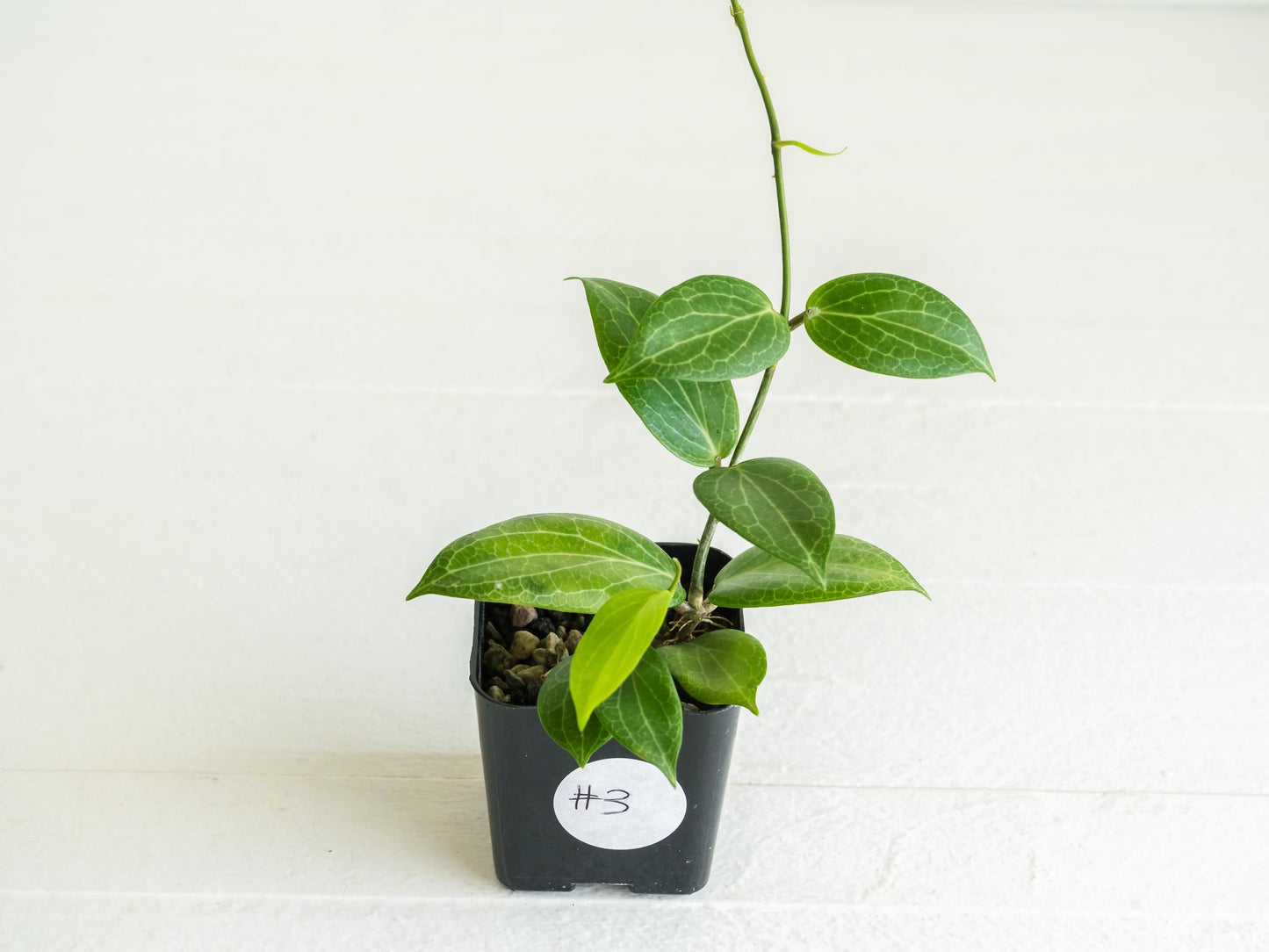 Hoya fitchii (Orange Flower) | 2-Inch