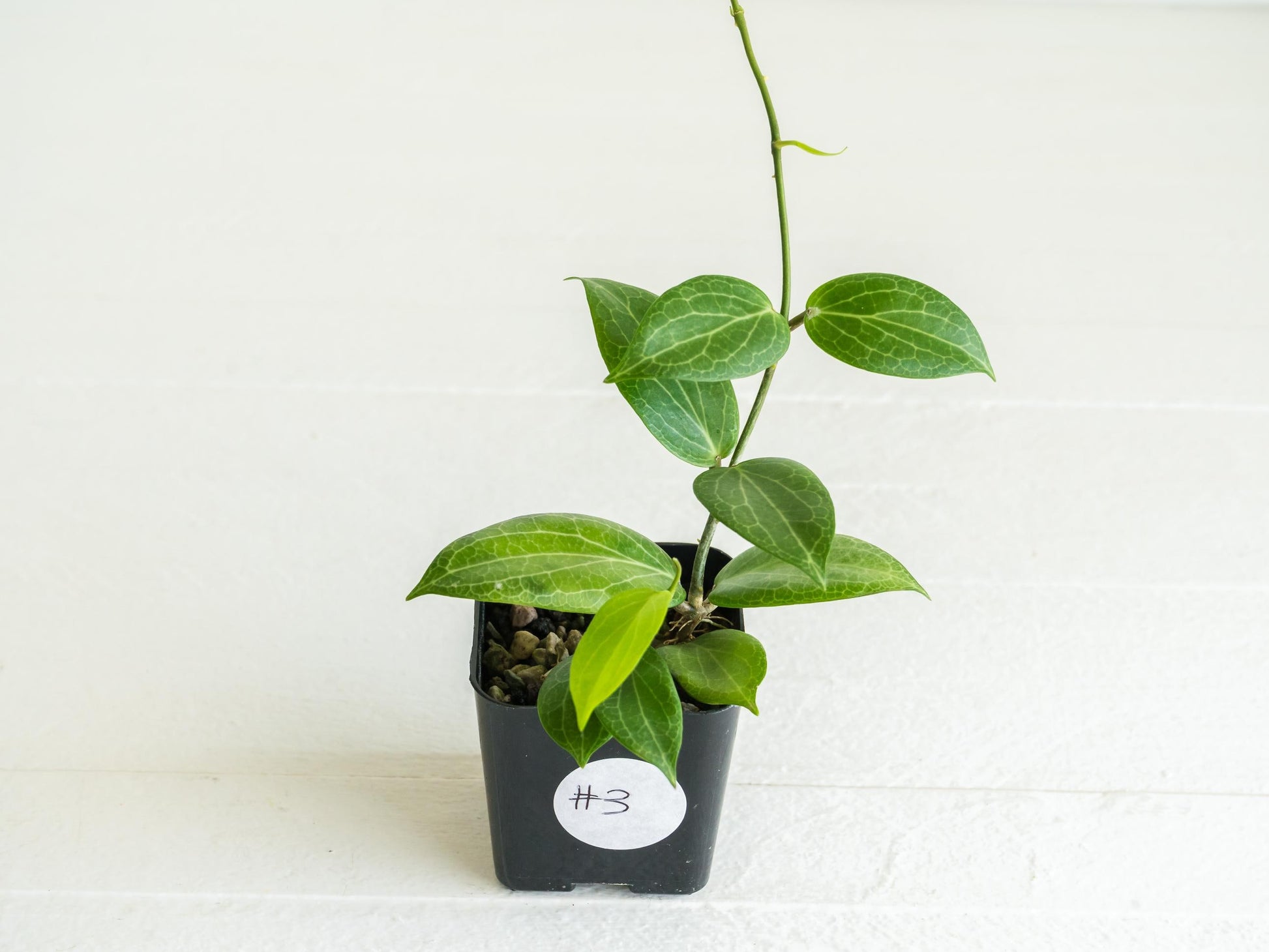 Hoya fitchii (Orange Flower) | 2-Inch