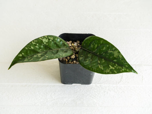 Hoya Aceh Gayo Lues (Splash)