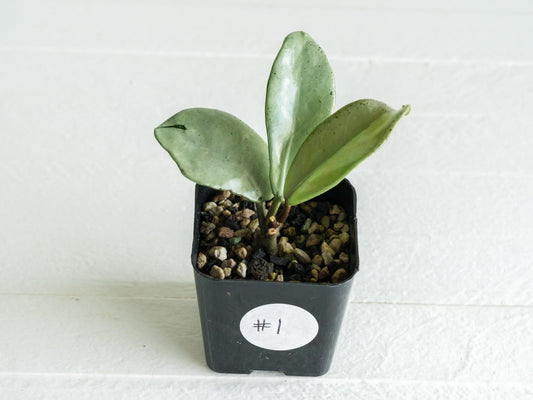 Hoya carnosa 'Wilbur Graves' (Silver) | 2-Inch