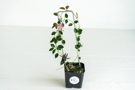 Hoya papua (PNG IM-08) | Large 2-Inch