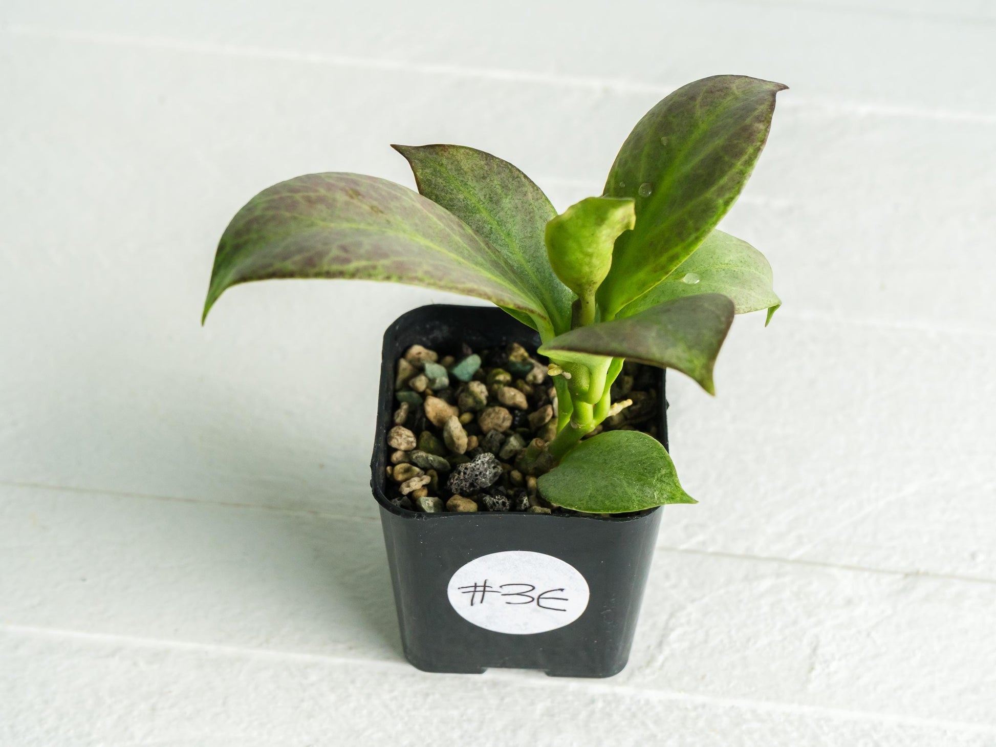 Hoya obscura (Silver) | 2-Inch
