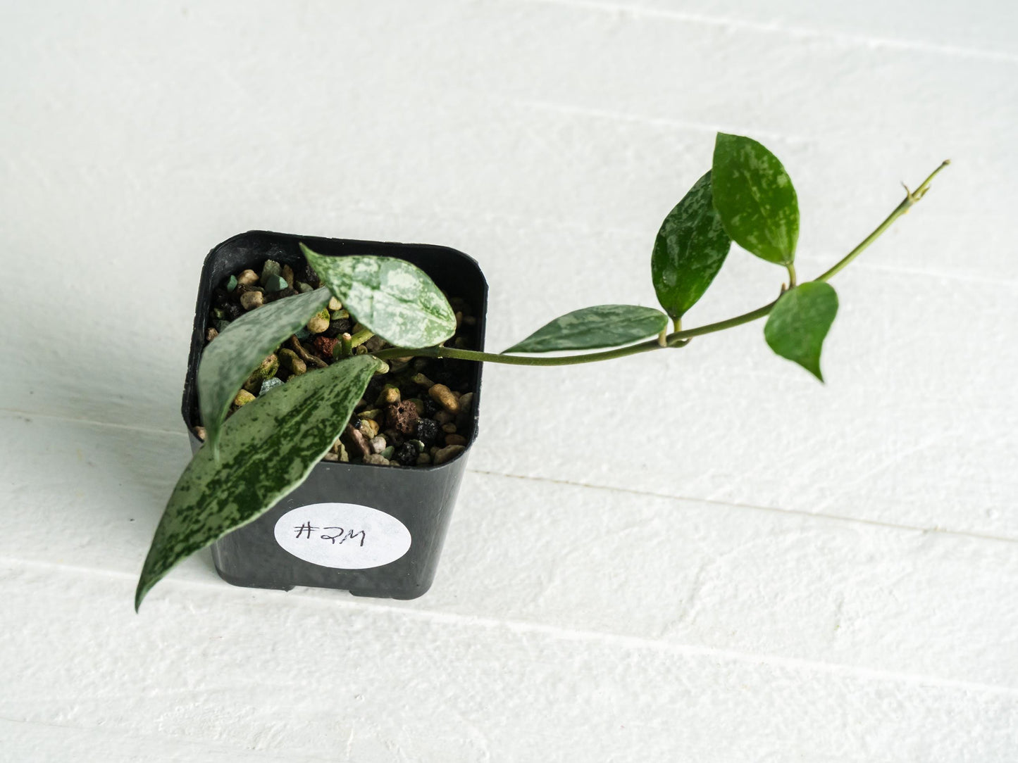 Hoya lacunosa 'Silver Lime' | 2-Inch
