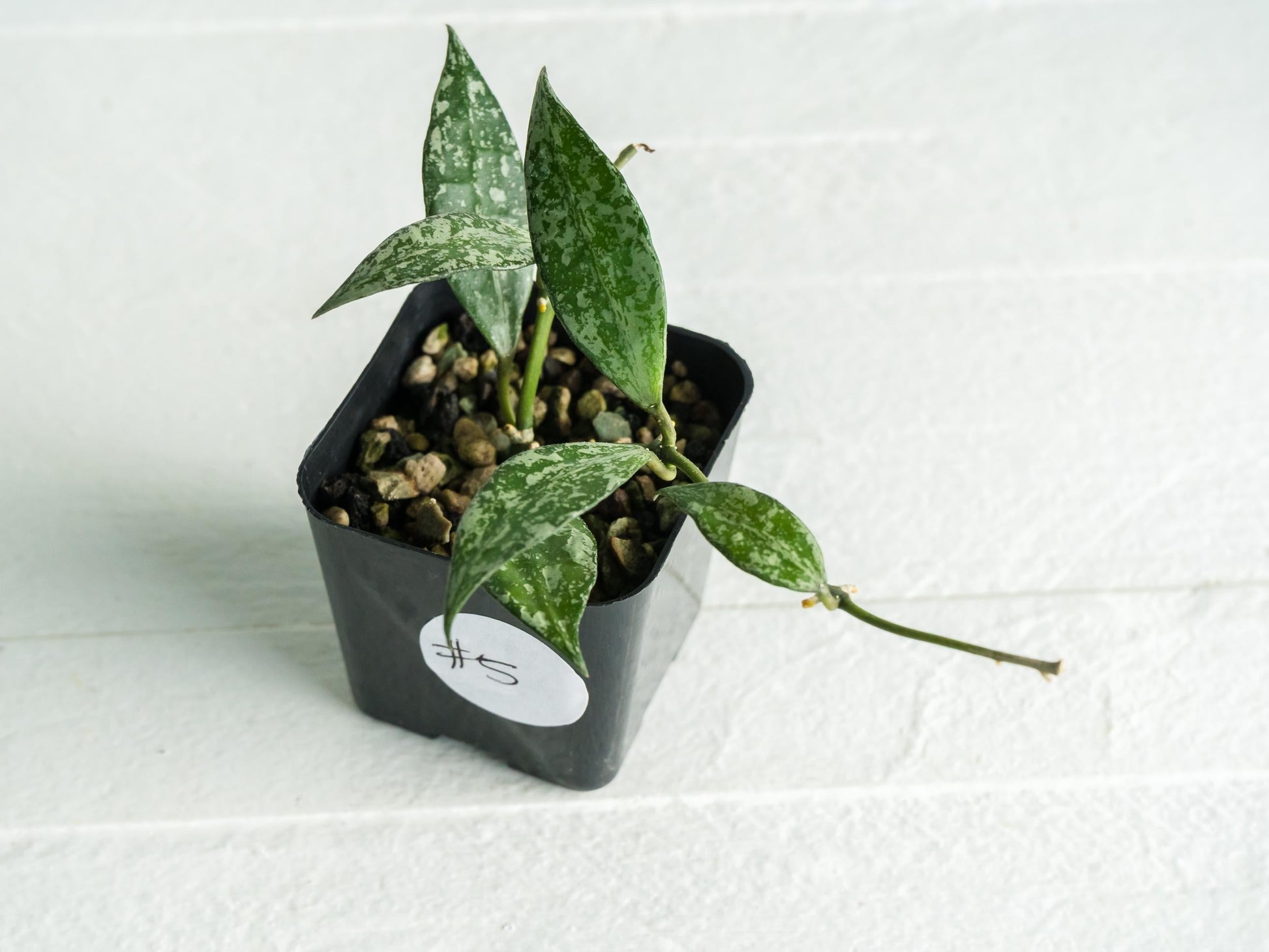 Hoya lacunosa 'Silver Lime' | 2-Inch
