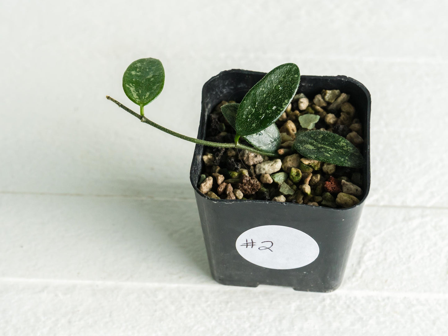 Hoya lima (Splash) | 2-Inch