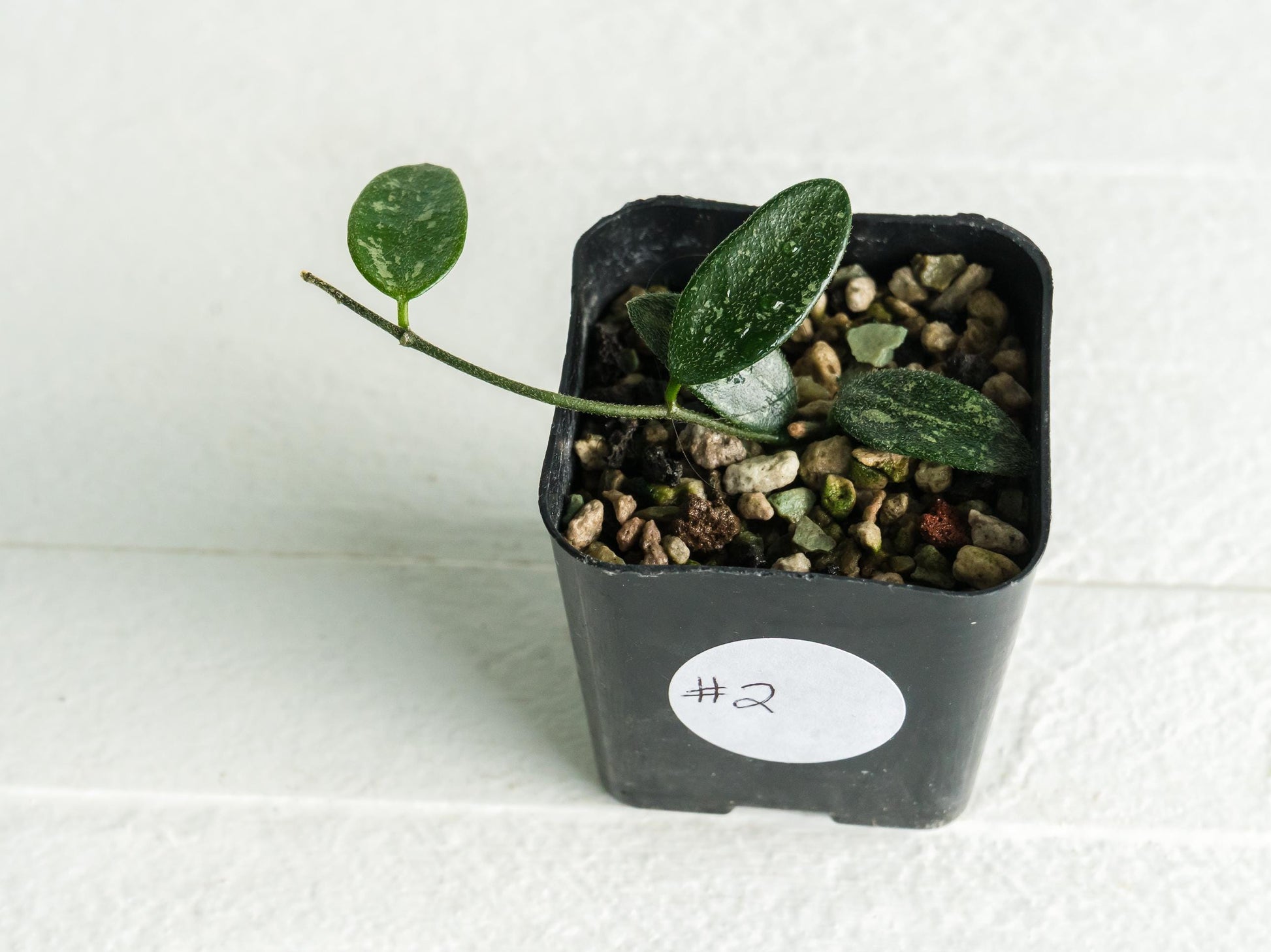 Hoya lima (Splash) | 2-Inch