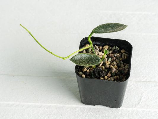 Hoya thomsonii (Pink Flower) | 2-Inch