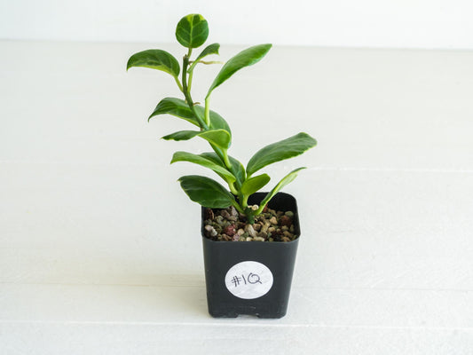 Hoya obscura (Albo | Outer Variegated) | 2-Inch