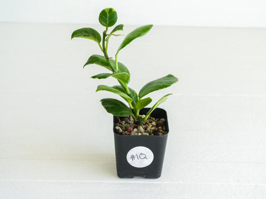 Hoya obscura (Albo | Outer Variegated) | 2-Inch