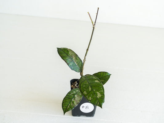 Hoya gunung gading (Splash) | 2-Inch