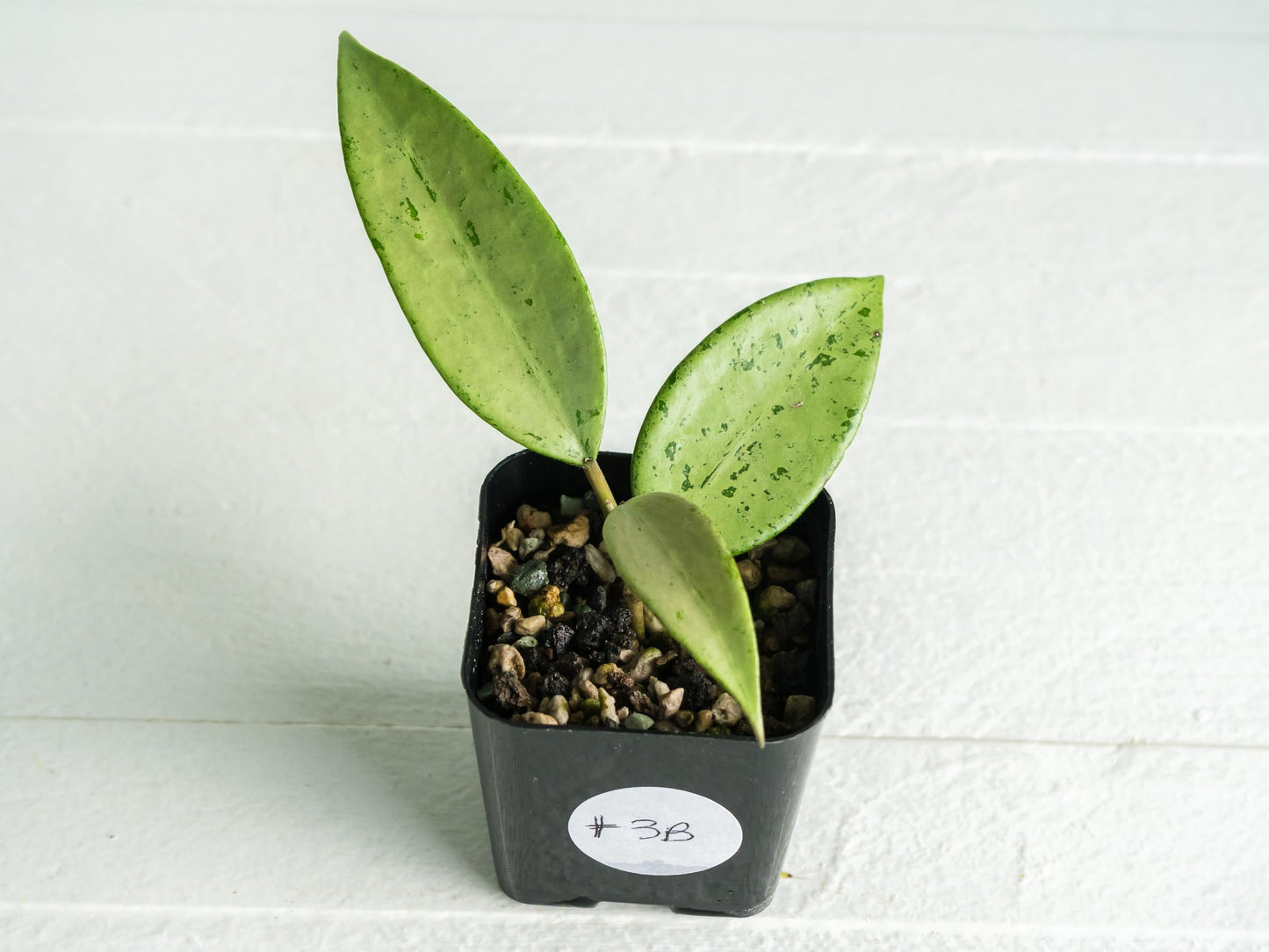 Hoya 'Snow Cui' (Silver) | 2-Inch