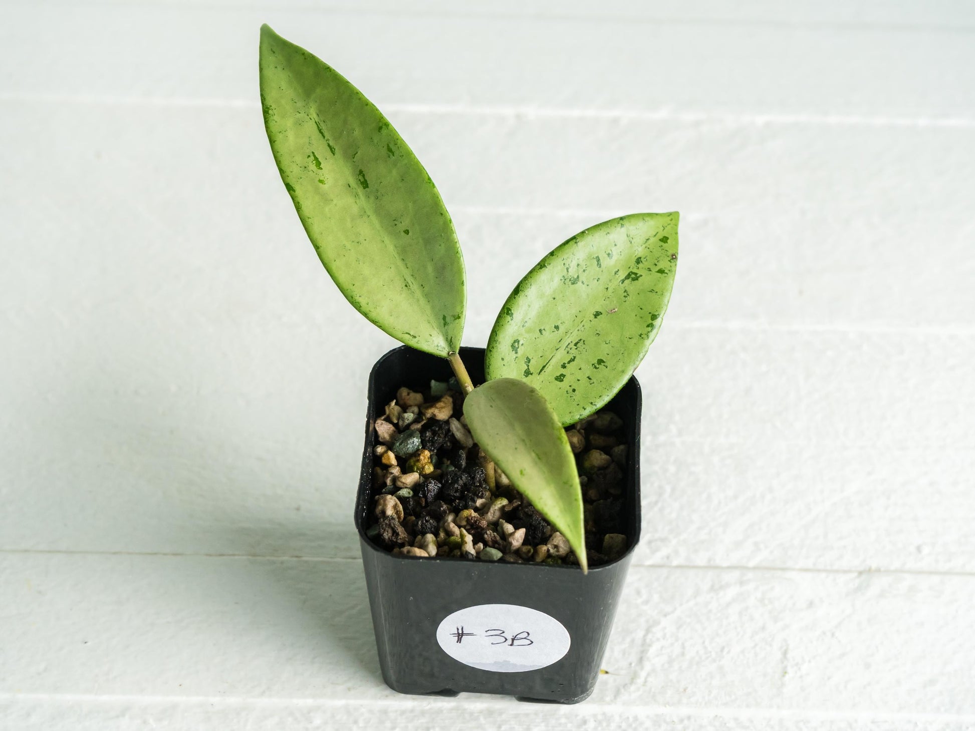 Hoya 'Snow Cui' (Silver) | 2-Inch