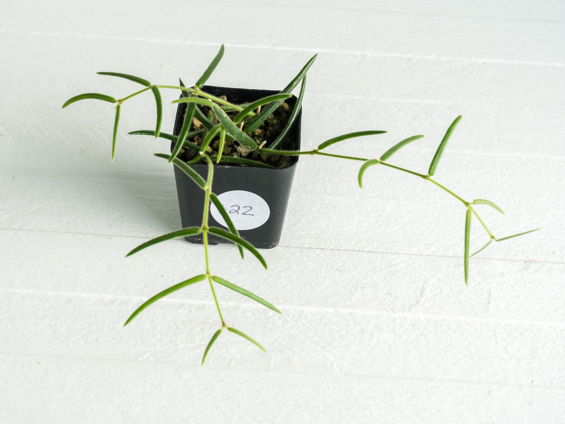Hoya linearis | 2-Inch