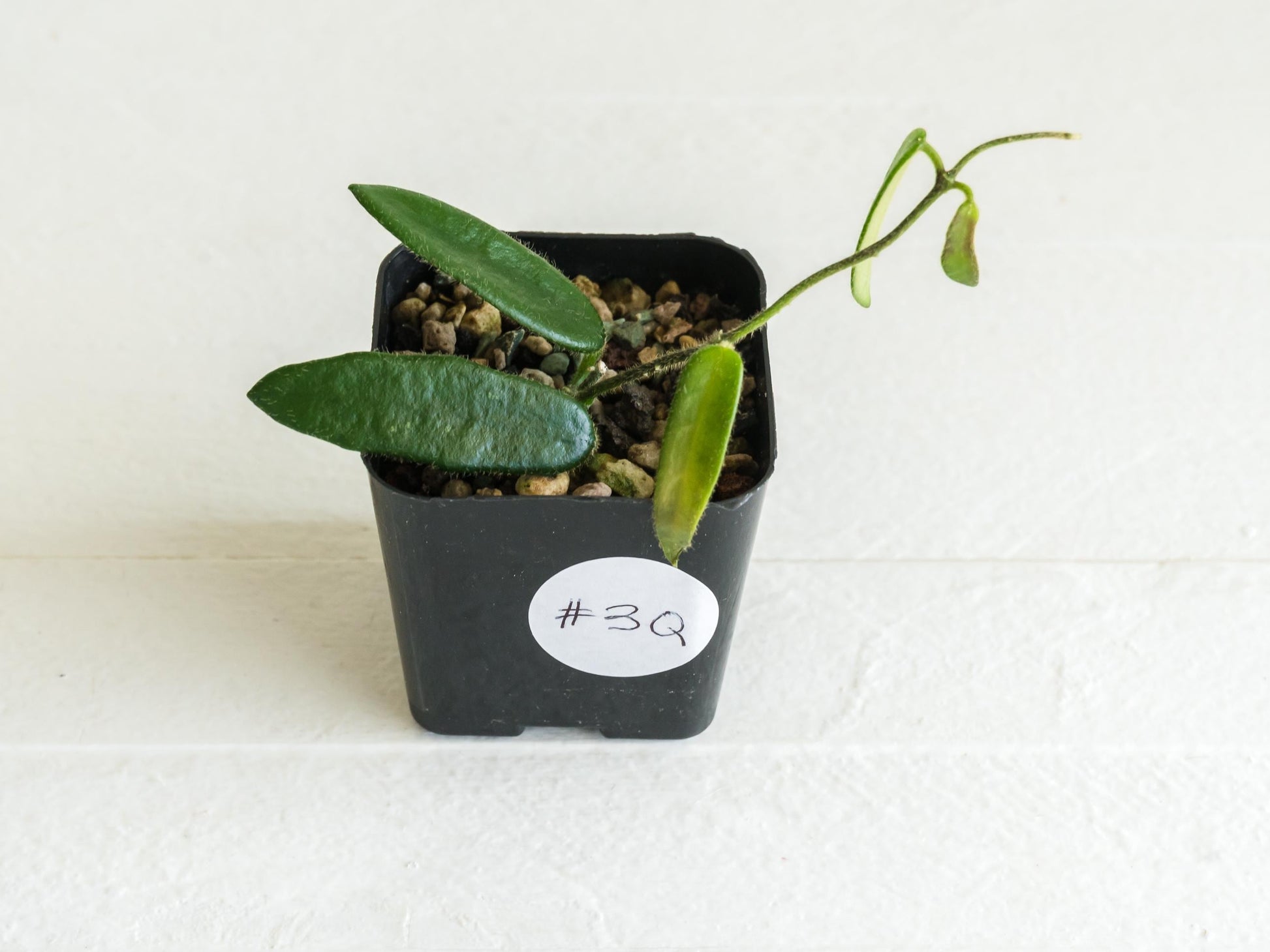Hoya lyi | 2-Inch