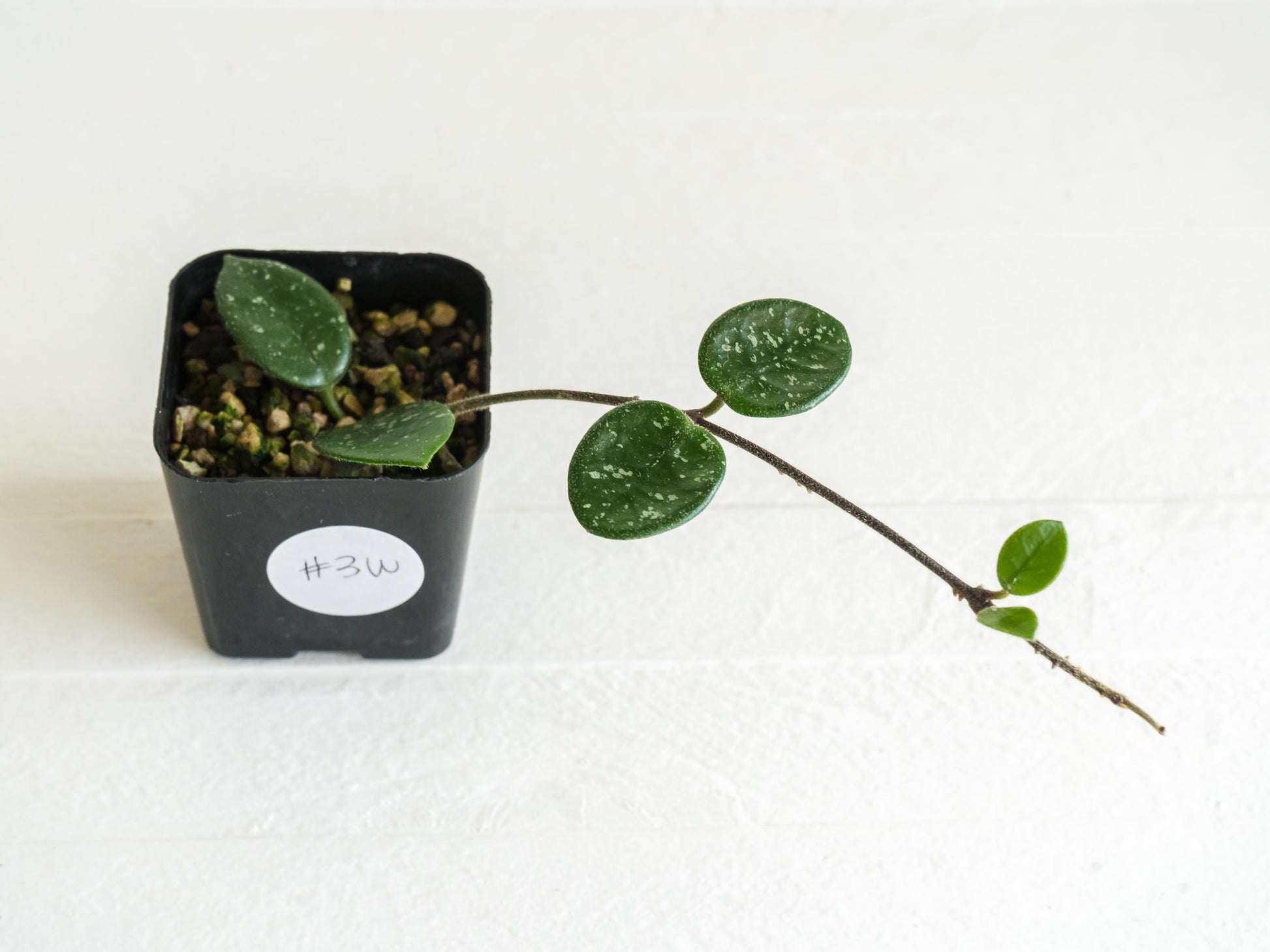 Hoya 'Mathilde' | 2-Inch
