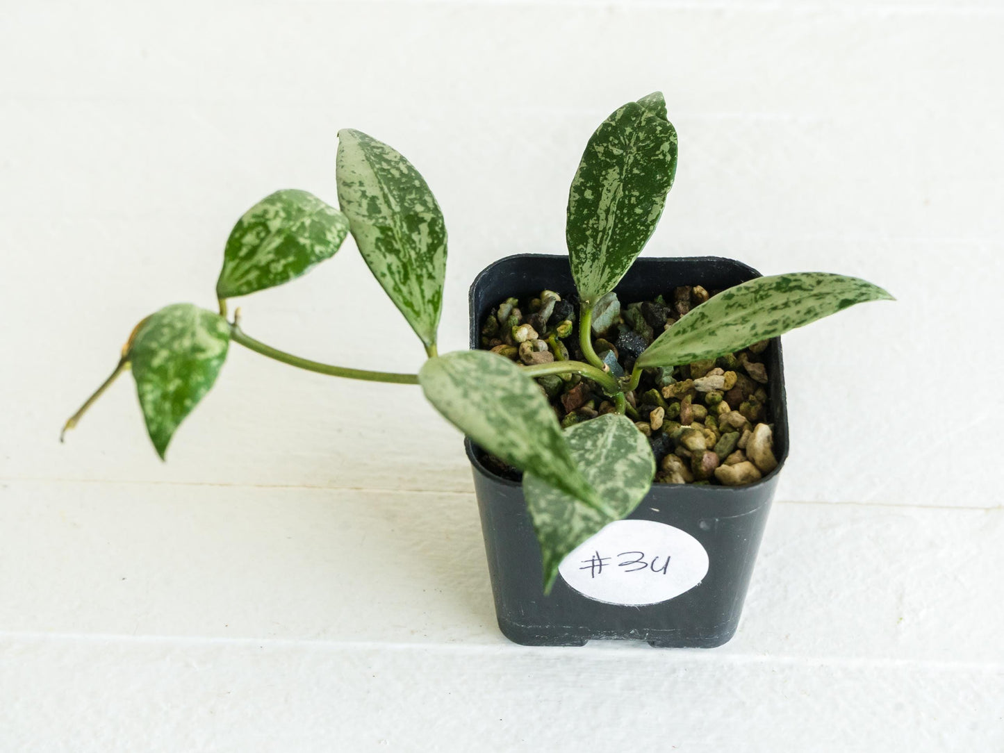 Hoya lacunosa 'Silver Lime' | 2-Inch