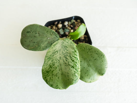 Hoya chiang dao (Silver) | 2-Inch