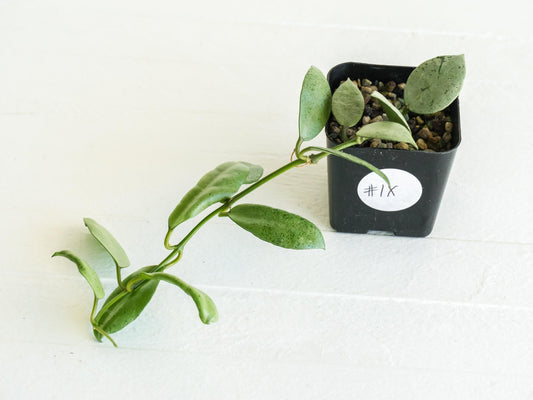 Hoya lacunosa 'Silver Mint Coin' | 2-Inch