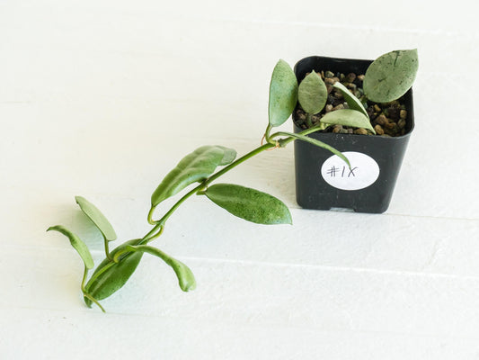 Hoya lacunosa 'Silver Mint Coin' | 2-Inch