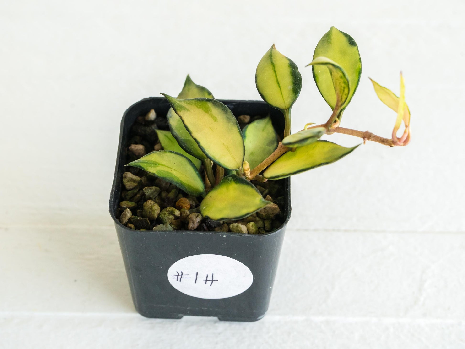 Hoya lacunosa 'Souma' | 2-Inch