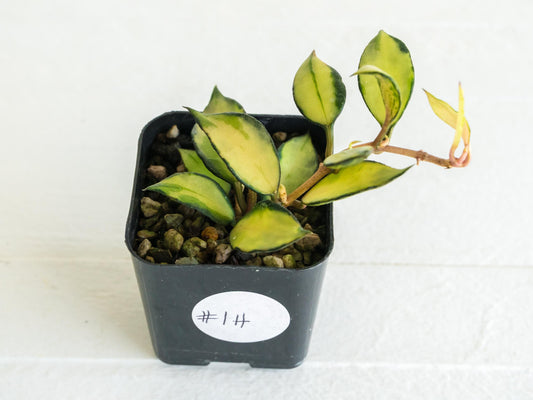 Hoya lacunosa 'Souma' | 2-Inch