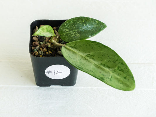 Hoya 'Rime' (Splash) | 2-Inch