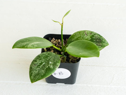 Hoya diptera (Splash) | 2-Inch