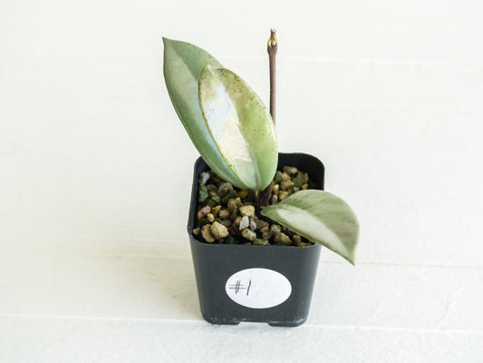 Hoya carnosa 'Wilbur Graves' (Silver) | 2-Inch