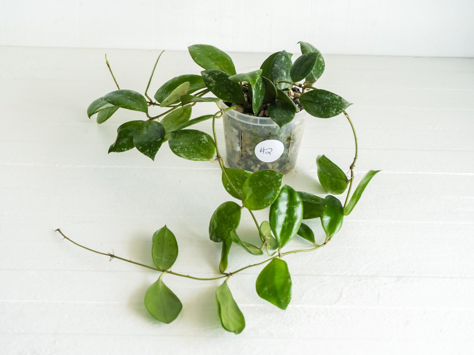 Hoya walliniana (Splash) | 3-Inch
