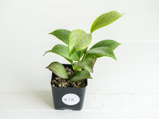 Hoya obscura (Silver) | 2-Inch