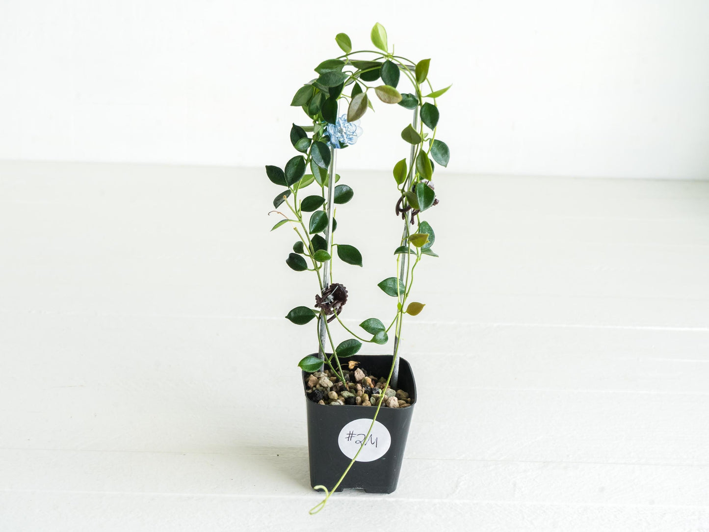 Hoya papua (PNG IM-08) | Large 2-Inch
