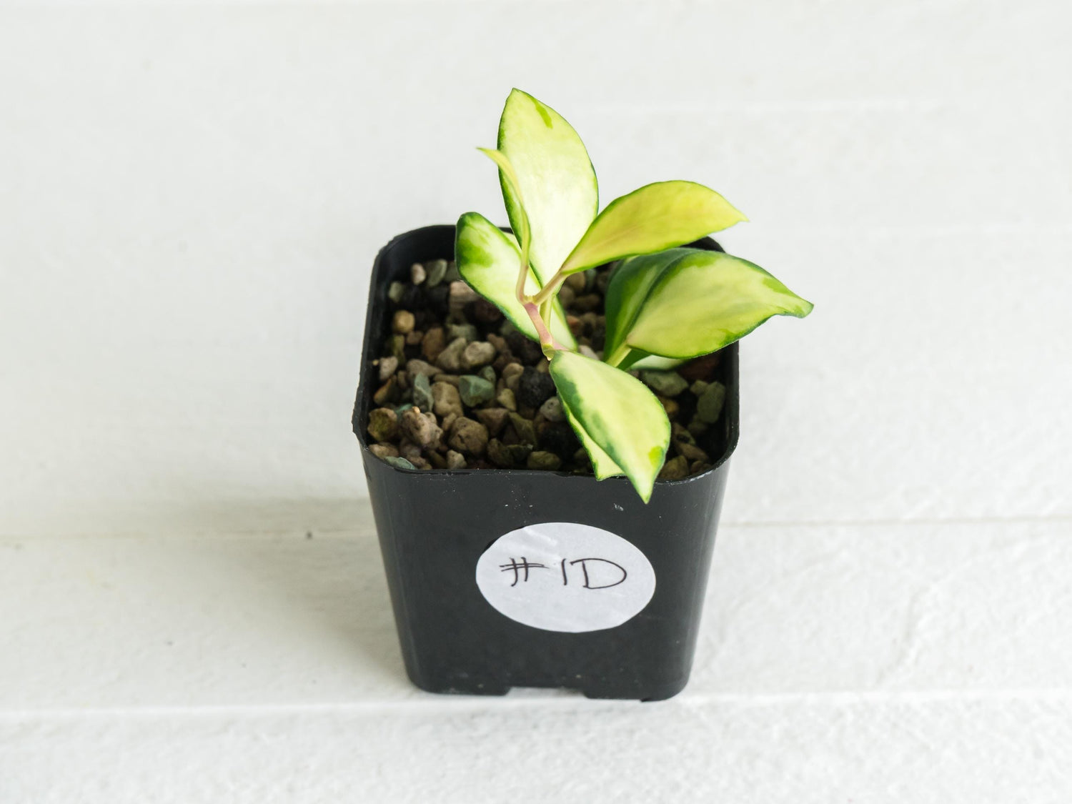 Hoya heuschkeliana (Inner Variegated)| 2-Inch