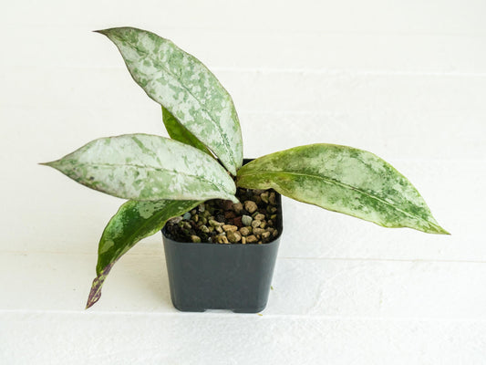 Hoya mitrata 'Buntok Silver' | 2-Inch