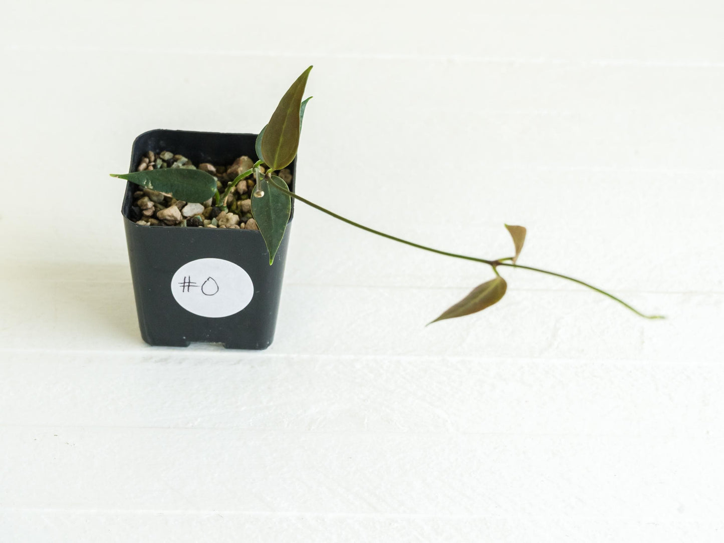 Hoya carrii (NS13-064) | 2-Inch