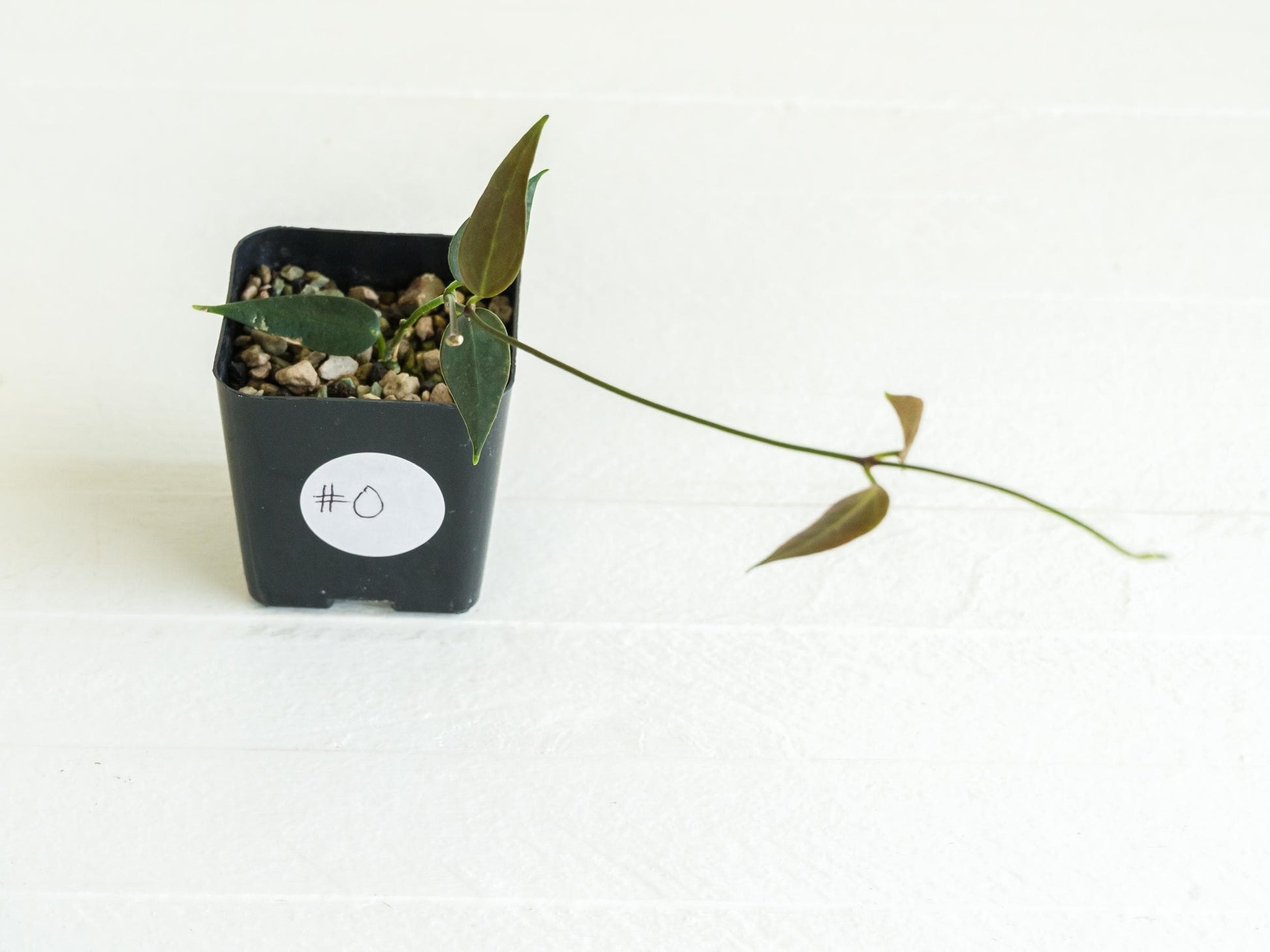Hoya carrii (NS13-064) | 2-Inch