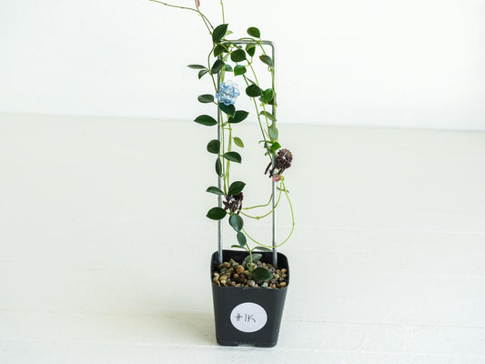 Hoya papua (PNG IM-08) | Large 2-Inch