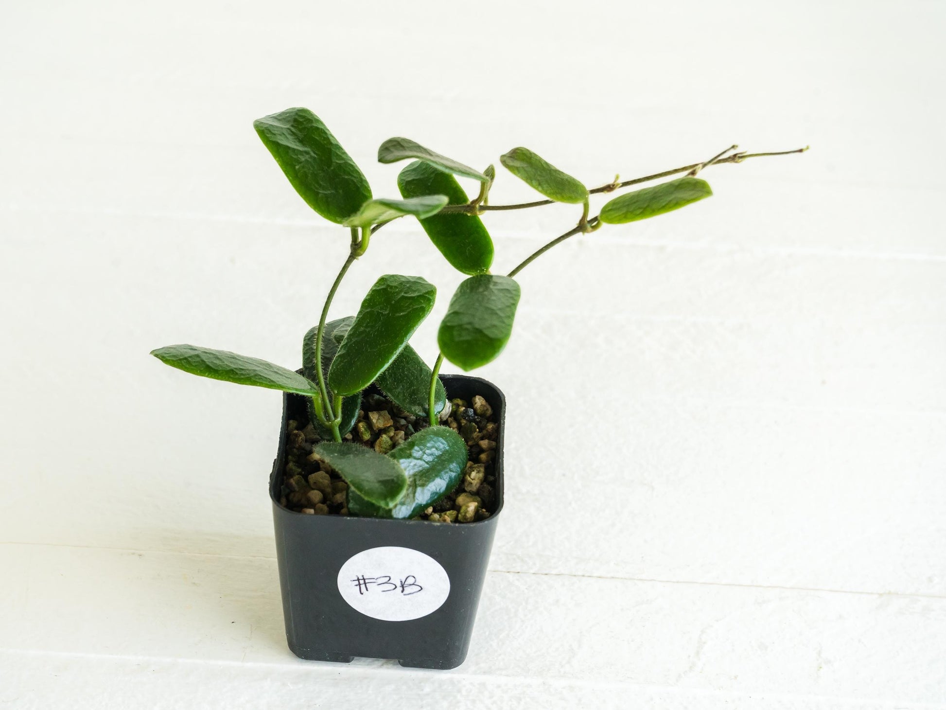 Hoya rotundiflora | 2-Inch