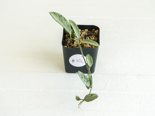 Hoya lima (Silver) | 2-Inch