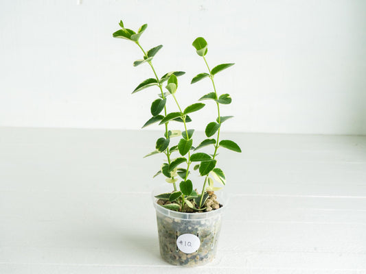 Hoya cumingiana (Albo | Outer Variegated) | 3-Inch