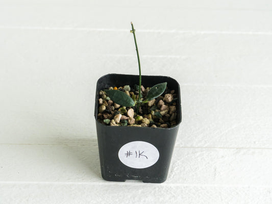 Dischidia GPS-88 | 2-Inch FKA as a Hoya
