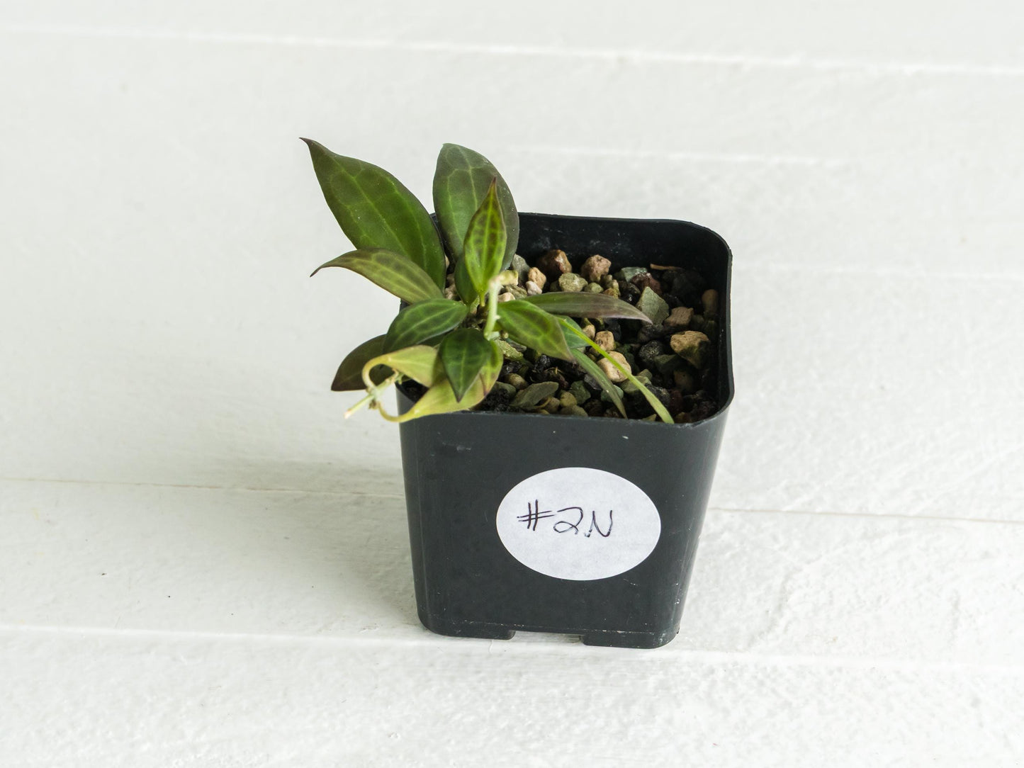 Hoya microdwarf (NS12-323) | 2-Inch