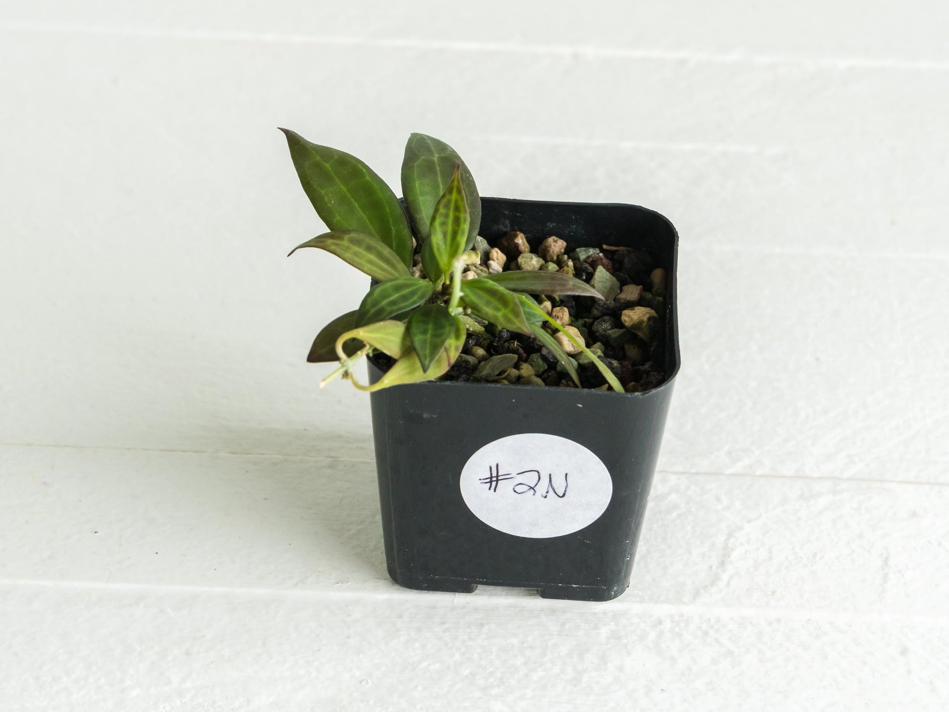 Hoya microdwarf (NS12-323) | 2-Inch