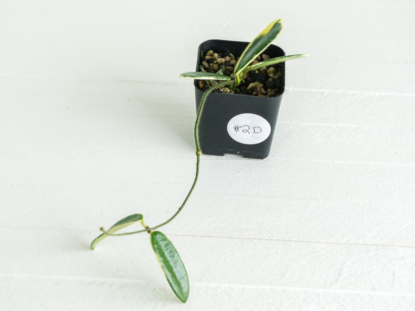 Hoya lyi 'Prism' (Pink Flower) | 2-Inch
