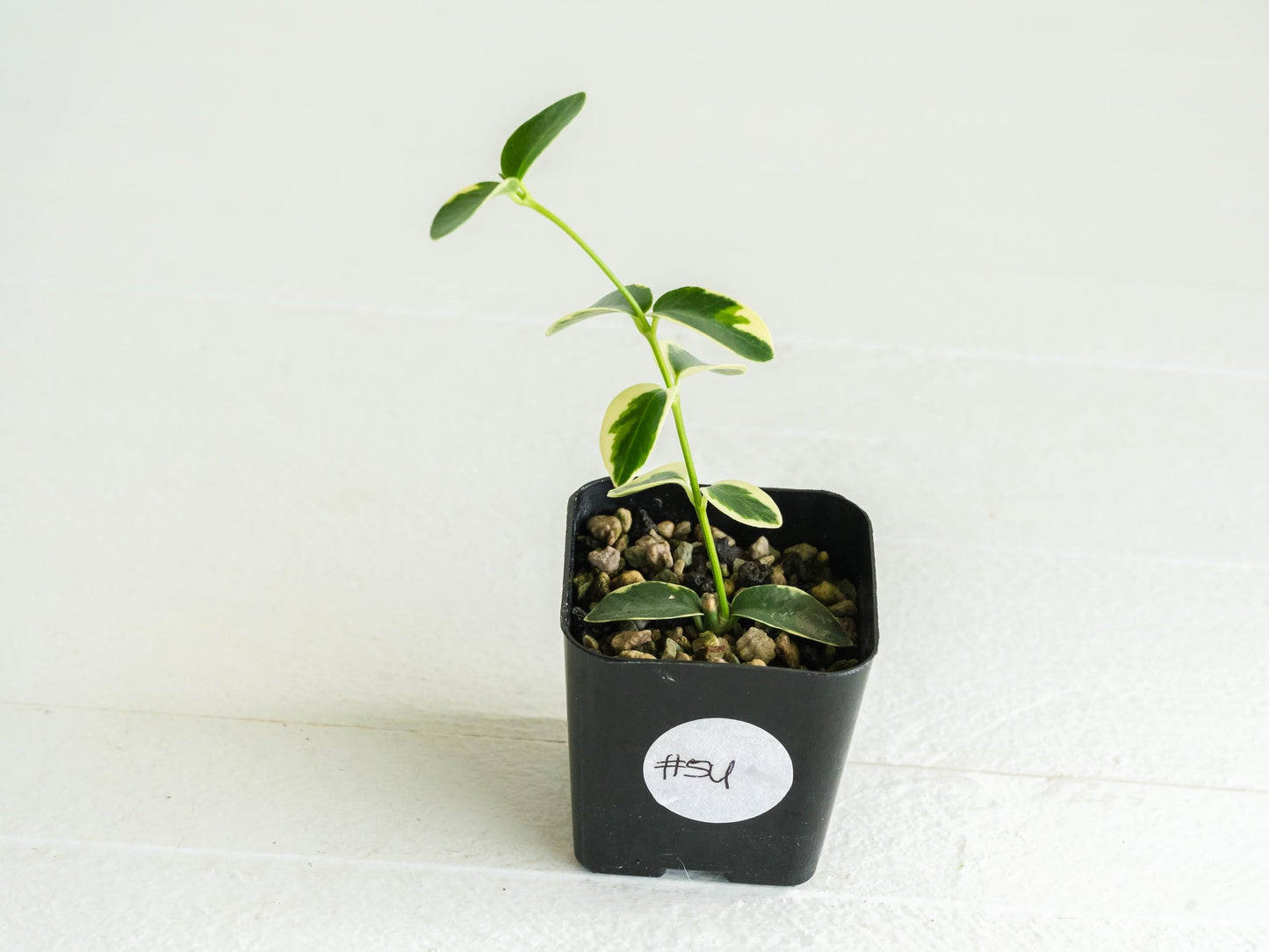 Hoya cumingiana (Albo | Outer Variegated) | 2-Inch