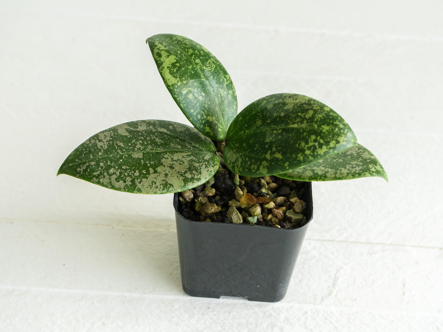 Hoya 'Wibergiae Round Leaf' (DMW-001-C) [verticillata (ex. wibergiea) x unknown] | 2-Inch