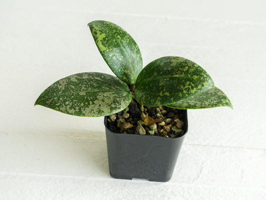 Hoya 'Wibergiae Round Leaf' (DMW-001-C) [verticillata (ex. wibergiea) x unknown] | 2-Inch