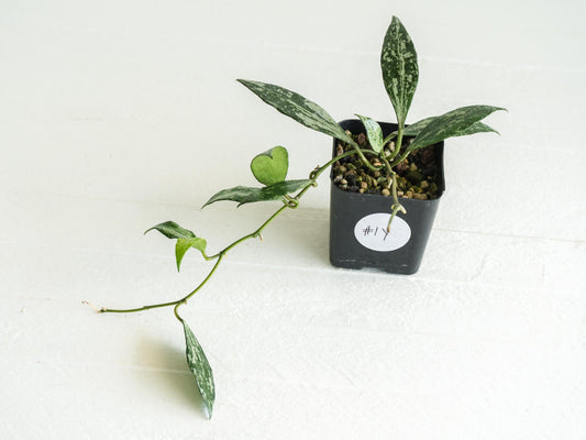 Hoya lacunosa 'Silver Lime' | 2-Inch